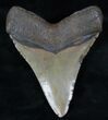 Megalodon Tooth - North Carolina #13271-2